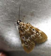 Sommeria marchalii
