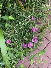 Lampranthus spectabilis