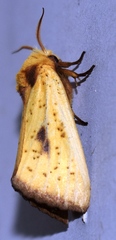 Antheua servula
