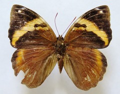 Opsiphanes cassina chiriquensis