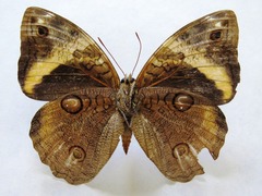 Opsiphanes cassina chiriquensis