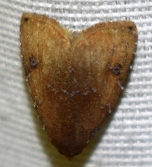 Rivula inconspicua