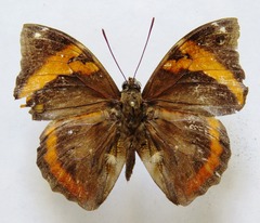 Opsiphanes cassina chiriquensis