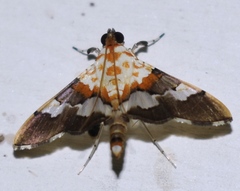 Aetholix flavibasalis