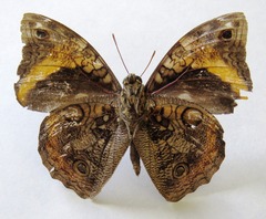 Opsiphanes cassina chiriquensis