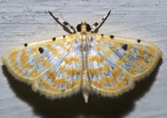 Notarcha aurolinealis