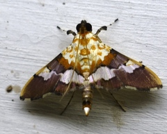 Aetholix flavibasalis