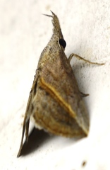 Hypena obacerralis