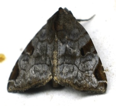 Androlymnia emarginata