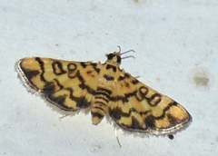 Glycythyma chrysorycta