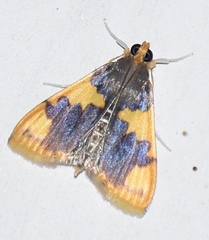 Rehimena phrynealis