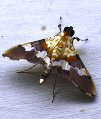 Aetholix flavibasalis