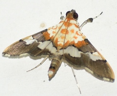 Aetholix flavibasalis