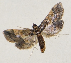 Hydriris