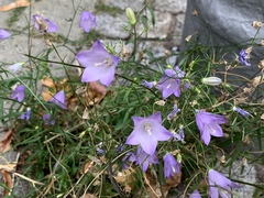 Campanula persicifolia