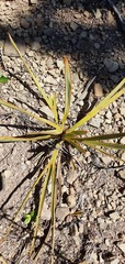 Aciphylla aurea