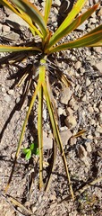 Aciphylla aurea