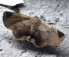 Psimada quadripennis