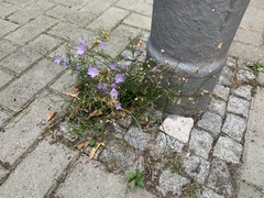 Campanula persicifolia
