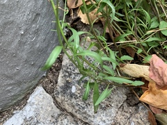 Campanula persicifolia