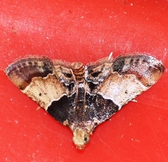 Pyralis pictalis