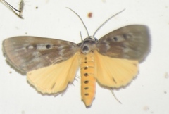 Sommeria marchalii
