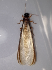 Syntermes barbatus