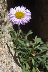 Erigeron algidus