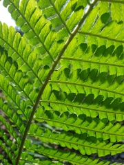 Dryopteris affinis