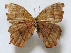 Taygetis rufomarginata