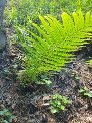 Dryopteris affinis