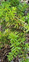 Podocarpus laetus × Podocarpus nivalis