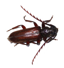 Anisarthrini