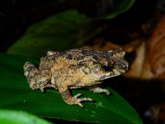 Ingerophrynus divergens