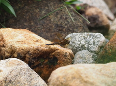 Brechmorhoga nubecula