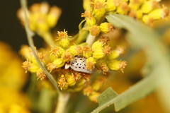 Calligrapha multipunctata