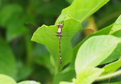 Brechmorhoga praedatrix