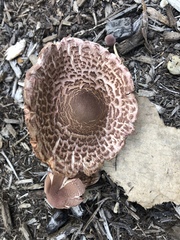Leucoagaricus americanus
