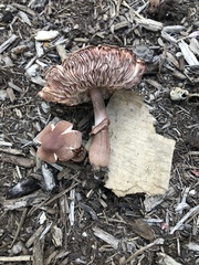 Leucoagaricus americanus