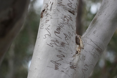 Eucalyptus racemosa
