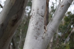 Eucalyptus racemosa