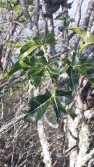 Cnidoscolus tehuacanensis