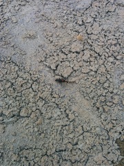 Paederidus ruficollis