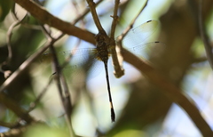 Brechmorhoga praecox