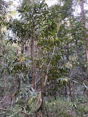 Podocarpus elatus