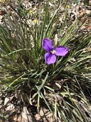 Patersonia occidentalis