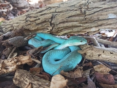Trimeresurus insularis