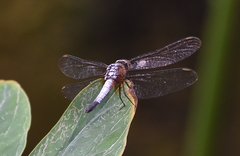 Brachydiplax chalybea