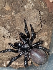 Hadronyche nimoola