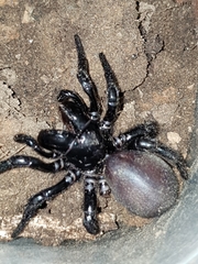 Hadronyche nimoola